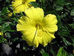 Yellow Delight